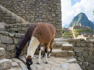 Short Inca Trail to Machu Picchu 2 Days thumbnail 4