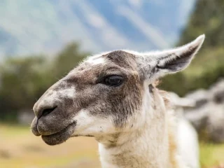 Classic Inca Trail to Machu Picchu 4 Days thumbnail 3